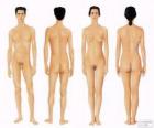 Человеческое тело мужчины и женщины из передней и задней